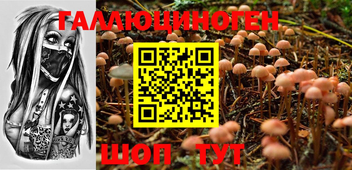 Краснознаменск  где продают   Вход с VPN  Галлюциногенные грибы Cubensis 